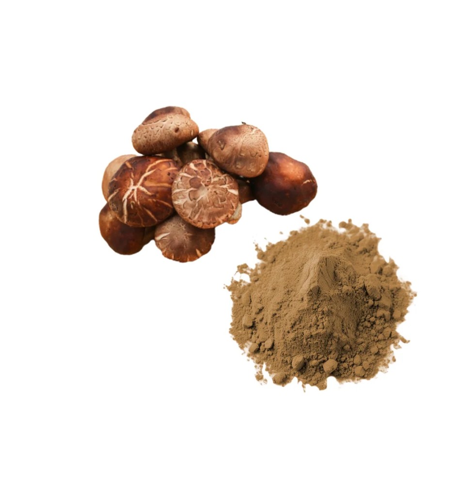 Bulk Shiitake Mushroom Powder Wholesale UK