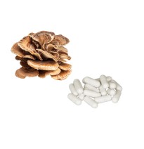 Bulk Pure 500mg Maitake Mushroom Capsules Wholesale UK