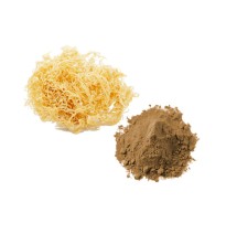 Bulk Sea Moss Powder Wholesale UK