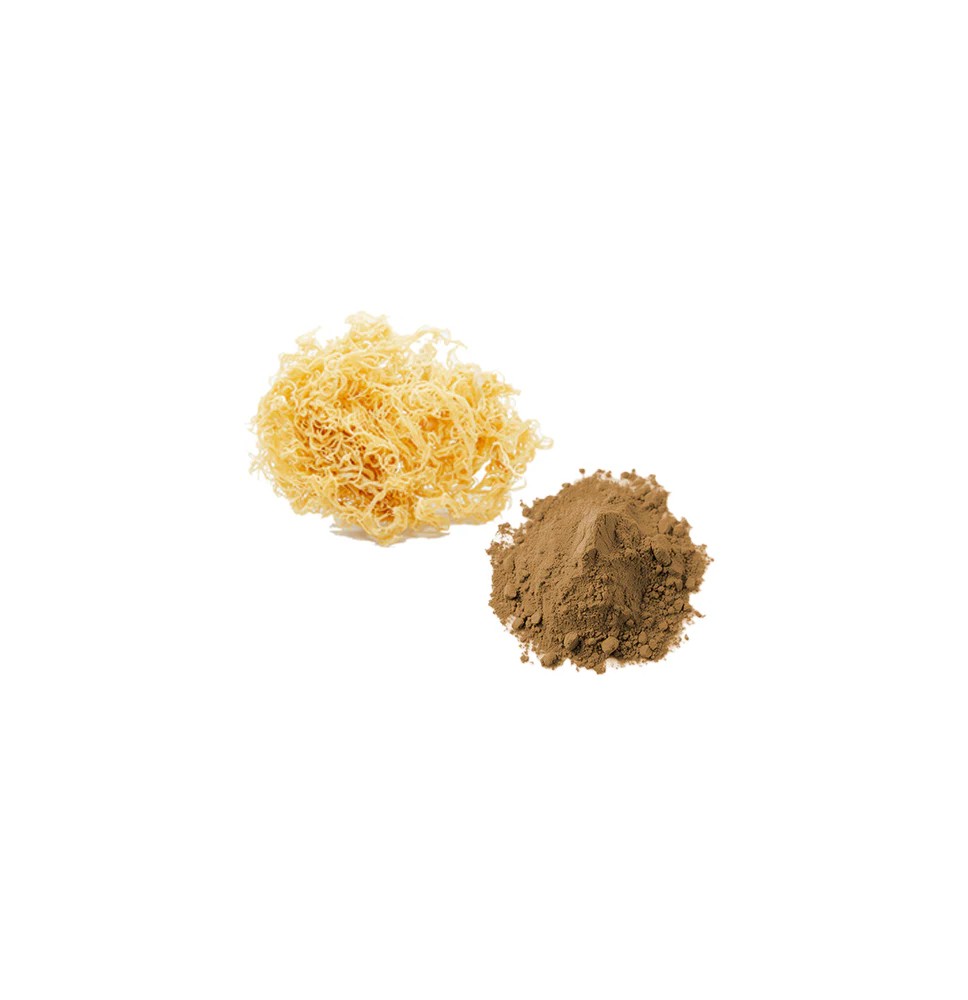 Bulk Sea Moss Powder Wholesale UK